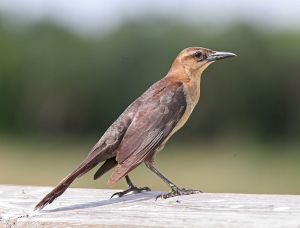 Boat-tailed_Grackle_female
